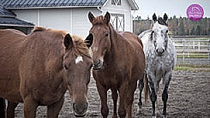 Horse & Human Balance -yritysvideo